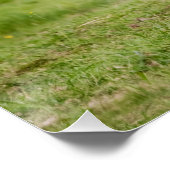 Poster Pony islandais à Tölt Funny Photo Les amateurs de (Coin)