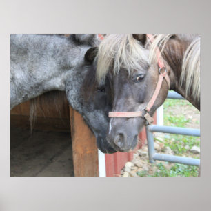 Poster Pony Nuzzle