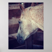 Poster Pony of Americas en décrochage (Devant)