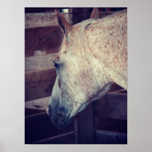 Poster Pony of Americas en décrochage