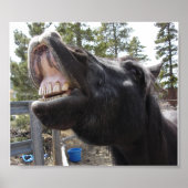 Poster Pony Talk (Devant)