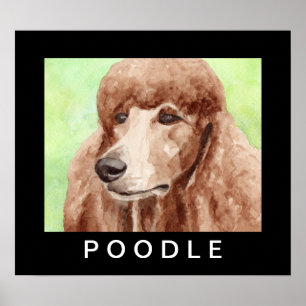 Poster Poodle à l'aquarelle