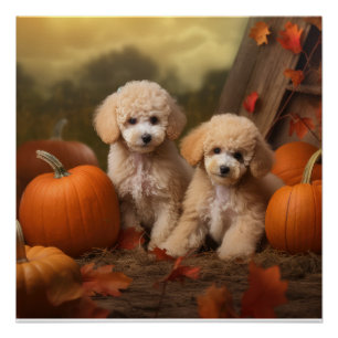 Poster Poodle Chiot Automne Citrouille délice