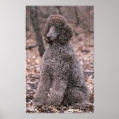Poster Poodle (Chocolat) (Devant)