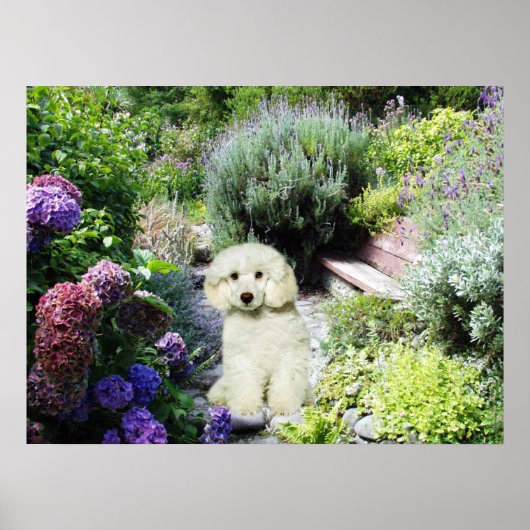 Poster Poodle Garden Imprimer (Devant)