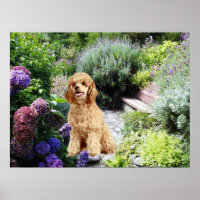Poodle Garden Imprimer