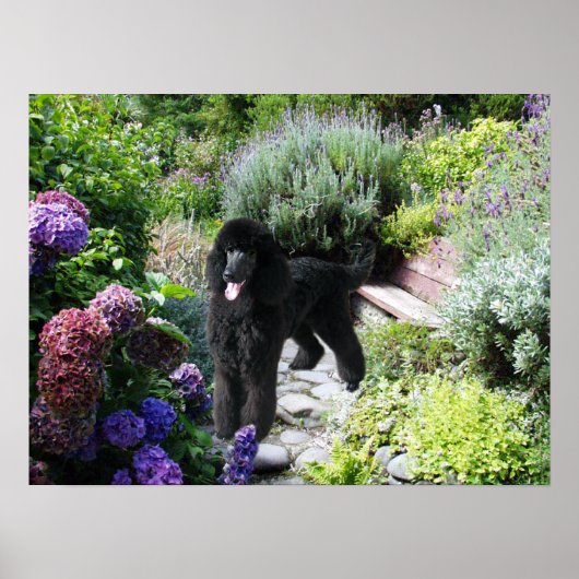 Poster Poodle Garden Imprimer (Devant)