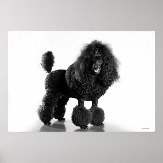 Poster Poodle noir découpé (Devant)