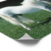 Poster Poofy White Pony (Coin)
