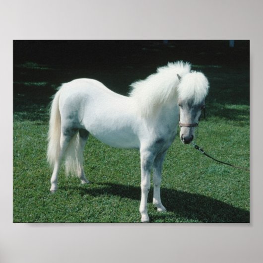 Poster Poofy White Pony (Devant)