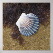 Poster Pool de marées (Devant)