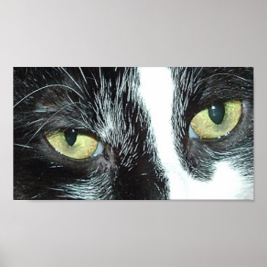 Poster Pop Art Cat (Devant)