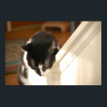 Poster Pop Art Cat<br><div class="desc">photo de chat tuxedo noir et blanc</div>