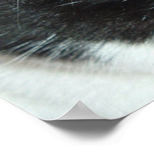 Poster Pop Art Cat (Coin)