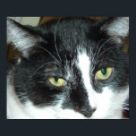 Poster Pop Art Cat<br><div class="desc">Magnifique tuxedo chat noir et blanc gros plan</div>