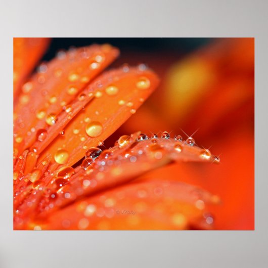 Poster Pop orange (Devant)