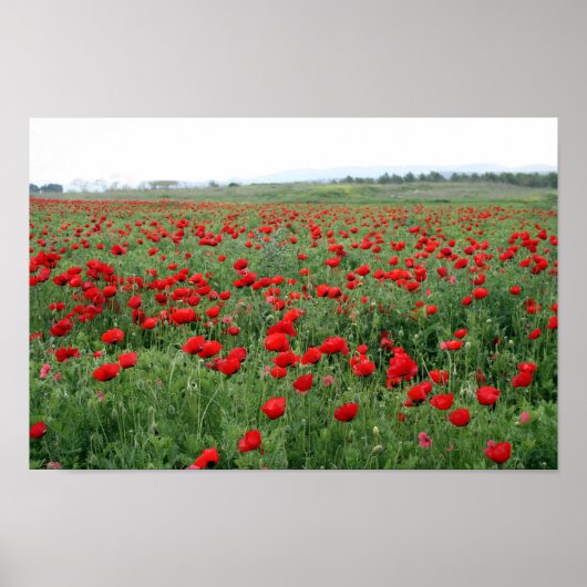 Poster Popfield nature paysage fleurs rouges  (Devant)