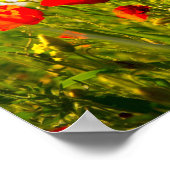 Poster Poppies (Coin)