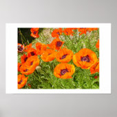 Poster Poppies (Devant)