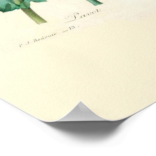 Poster Poppies (Coin)