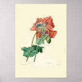 Poster Poppies (Devant)