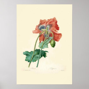 Poster Poppies