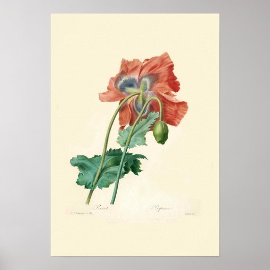 Poster Poppies (Devant)