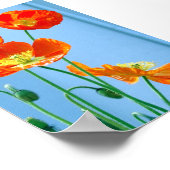 Poster Poppies (Coin)
