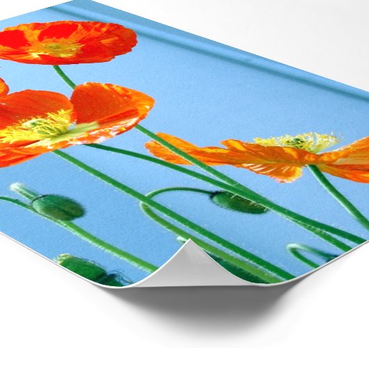 Poster Poppies (Coin)