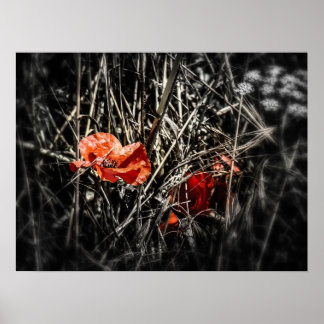 Poster Poppies