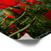 Poster Poppies (Coin)