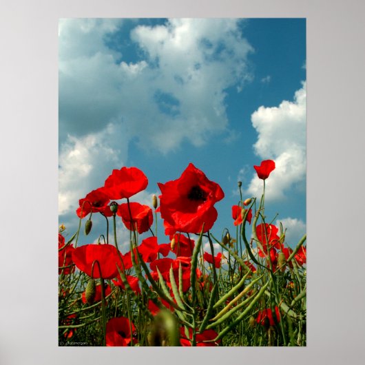 Poster Poppies (Devant)