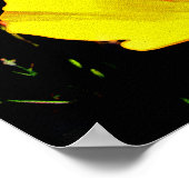 Poster Poppies (Coin)