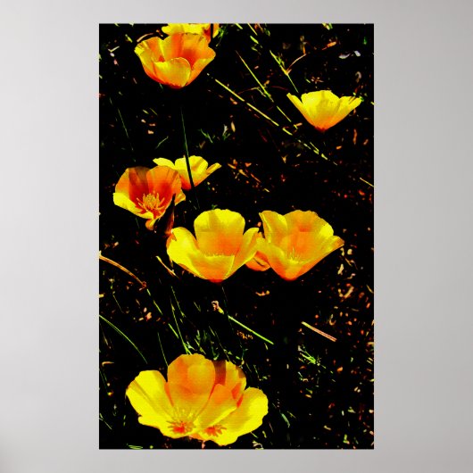 Poster Poppies (Devant)
