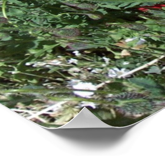 Poster Poppies (Coin)