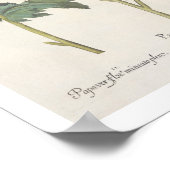 Poster Poppies : 1. Papaver multiplex albumoris rubicundi (Coin)