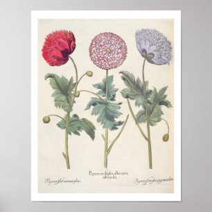Poster Poppies : 1. Papaver multiplex albumoris rubicundi