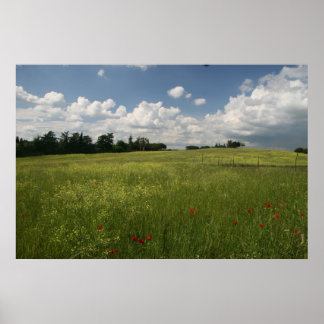 Poster Poppies dans les champs