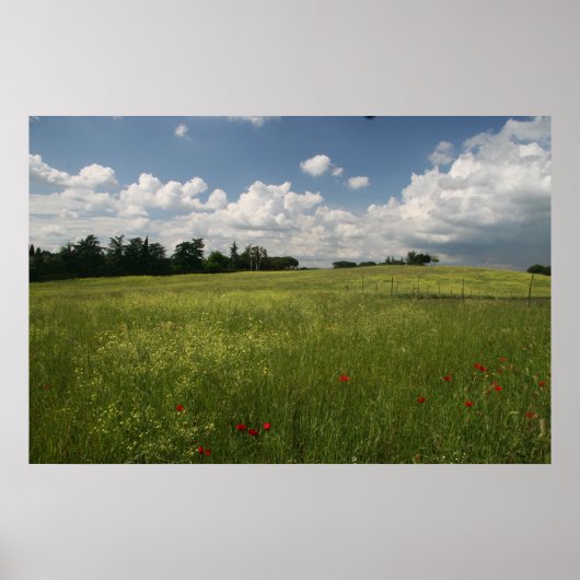 Poster Poppies dans les champs (Devant)