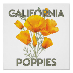 Poster Poppies de Californie
