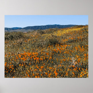 Poster Poppies de Californie - Paysage 2