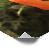 Poster Poppies d'or (Coin)