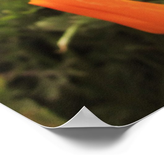 Poster Poppies d'or (Coin)