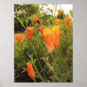 Poster Poppies d'or (Devant)