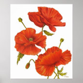 Poster - Poppies en blanc (Devant)