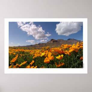 Poster Poppies mexicaines - Franklin Mountian State Park