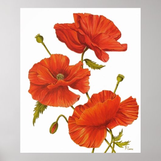 Poster - Poppies on White (Voorkant)