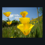 Poster POPPIES Orange Fleurs de pavot Imprimantes d'art e<br><div class="desc">POPPIES Art, FLEURS POPPY, Imprimés d'art, Poppies orange fleurissant sur la prairie à flanc de colline. Paysage Fleur d'été. IMPRIMANTES D'ART POSTER, ARTISANAT CANVAS, ARTISANAT CADRE, POSTES. OBTENIR UN CADEAU ? COMBINEZ plusieurs produits. Calendriers, Cartes De Voeux, Timbres, Timbres De Postage, Cartes Postales, Sacs fourre-tout, Tabliers, Mousepads, Porte - clés,...</div>