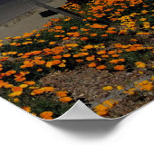 Poster Poppies Oranges Qui Fleurissent Dans Le Globe Ariz (Coin)