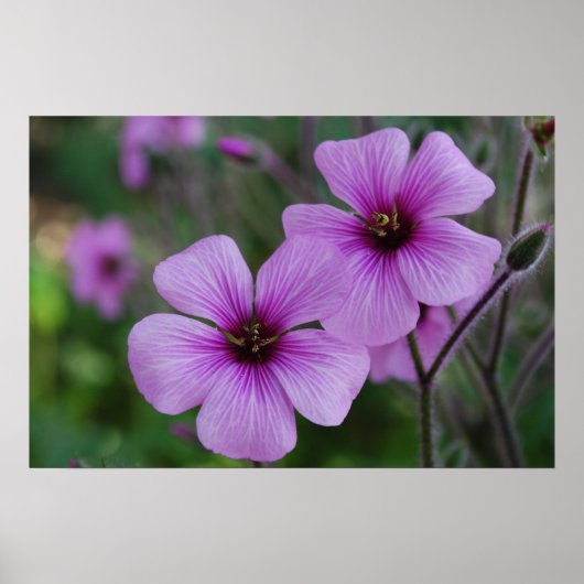 Poster Poppies pourpres (Devant)